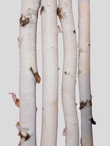 4  48 Inch White natural birch Poles, rustic,holiday display, crafts, weddings - £51.95 GBP