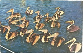 Pelicans, Florida, vintage postcard, nasa - £9.45 GBP
