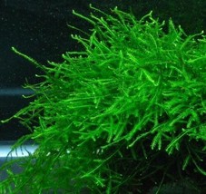 Live Aquatic Plants Java Moss Vesicularia Dubyana Aquarium APF - £14.85 GBP