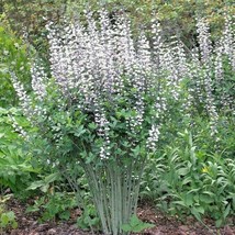 USA Seller 50 WHITE WILD False INDIGO Seeds Wildflower Nitrogen Fixing P... - £4.35 GBP