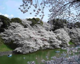 Prunus Serrulata (Mountain White Sakura) 5 seeds - $1.69