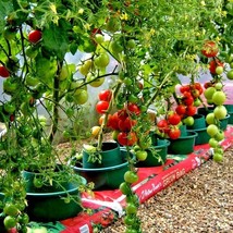 50 Bradley Bush Tomato Seeds 8 Oz Fruits 36&quot;Tall Patio Small S Fresh Garden - $10.50