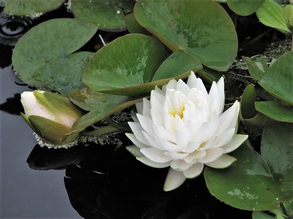 Nymphaea Rustica - Bianca - Pygmaea Alba - Azienda Agricola Tesi Fabio - Foto 9