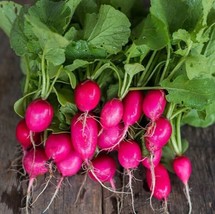 Lady Slipper Radish Raphanus Sativus Radishes Red Pink Daikon Gardening USA SHIP - $11.90