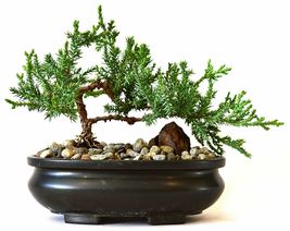 Live Plant Juniper Bonsai Tree Flower Garden Houseplant Best Gift Indoor Yard - £61.84 GBP