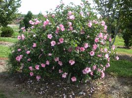Flowering Shrub Hibiscus - Rose of Sharon Pink Althea - 1 Plant in a 3.5... - £56.88 GBP