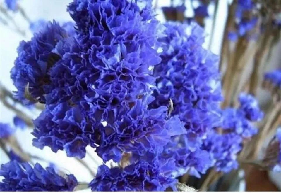 CRAPE/CREPE MYRTLE SEEDS Garden  Flower  6 Pods Full of Seeds - $10.04