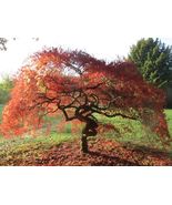 10 Seeds Japanese Thunder Red Maple Or Acer Palmatum Inazuma - £11.00 GBP