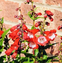 Penstemon Scarlet Queen Flower Seeds Harvest Beautiful Garden Fresh USA Garden - $4.50