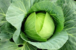 USA SELLER 200 Copenhagen Cabbage Seeds Fresh Garden Seeds Fresh New - £8.02 GBP