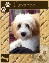 Cavapoo Laser Engraved Wood Picture Frame Portrait (3 x 5) - £20.55 GBP