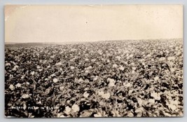 RPPC Potato Field in Bloom Farming Agriculture Crop Real Photo Postcard H26 - £9.39 GBP