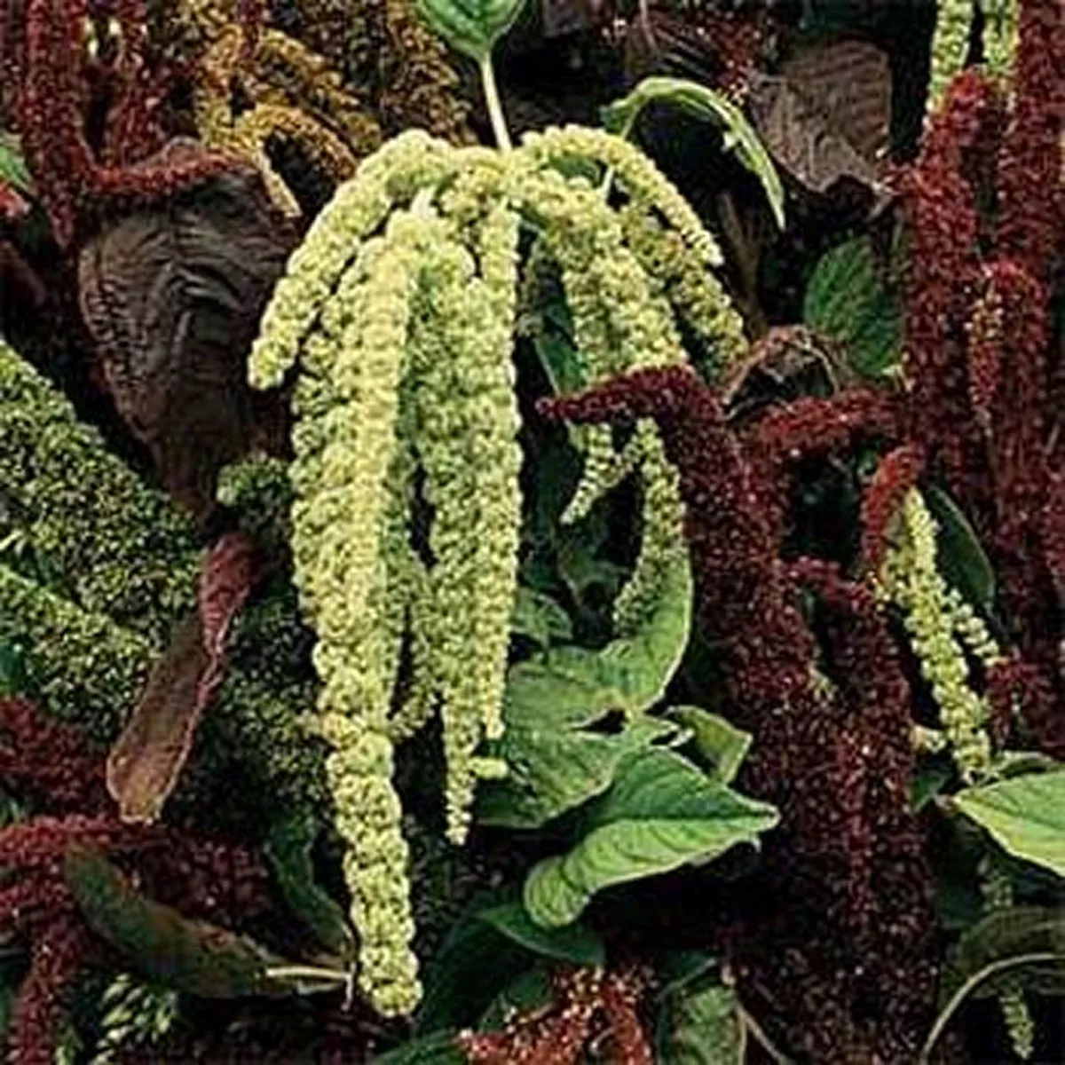 Amaranthus- Green Tail- Seeds 100 Seeds - £6.65 GBP