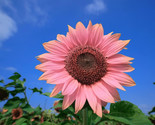 100 Pink Sunflower Seeds For Planting Heirloom Buy In Bulk Sale Ts - $11.99