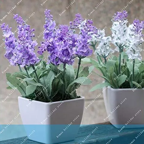 fresh 100 PCS/Bag French Provence Lavender Bonsai Very Fragrant Organic Lavender