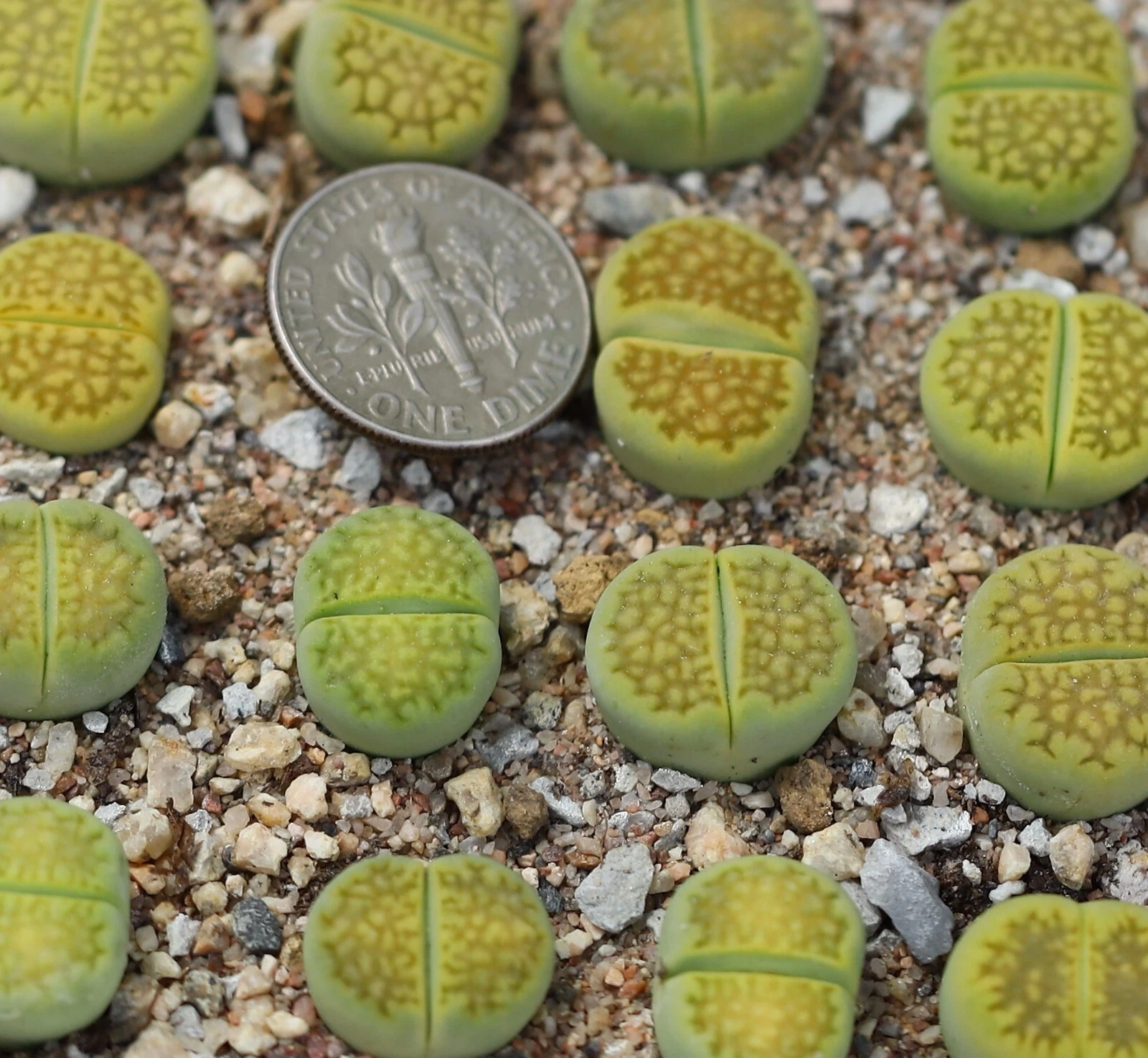Plant -one- Lithops hallii &#39;Green Soapstone&#39; C111A - $21.33