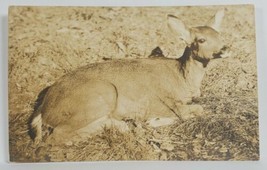 Rppc Lovely Deer Doe Resting Real Photo Postcard R7 - £3.89 GBP