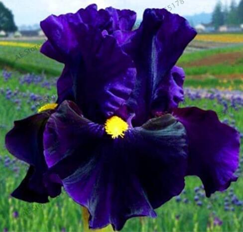 50Pcs Iris Plantas Seeds Blackish Purple Double Flowers - $4.36