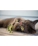 Cat Mint seeds, best gift for him her mom dad teacher, home decor birthd... - $9.95