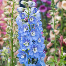 25 Magic Fountains Mid Blue W/ White Bee Delphinium Seeds Flower Perennial - £14.19 GBP