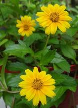 4 Live Plants Singapore Daisies Wedelia Creeping Daisy Yellow Flowers Rooted - £36.88 GBP