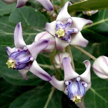 25 Calotropis gigantea Seeds ,Giant Milkweed Seeds, Crown Flower Seeds - $6.00