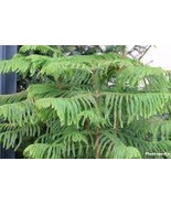 20 PCS Seeds Norfolk Island Pine Araucaria Heterophylla - $12.84