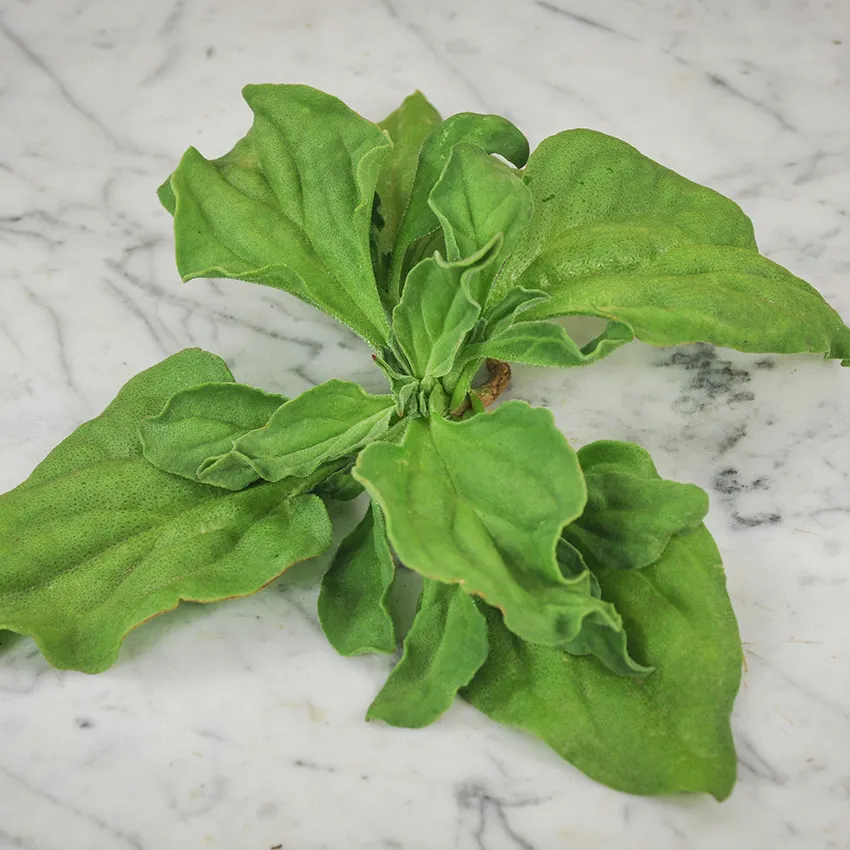 ICEPLANT SUCCULENT, 100 SEEDS R - $14.35