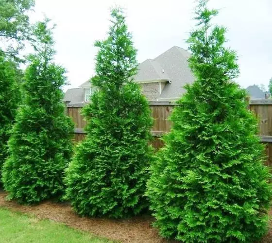 Green Giant Arborvitae ( Thuja plicata ) - ( 1 QT ) - £27.84 GBP