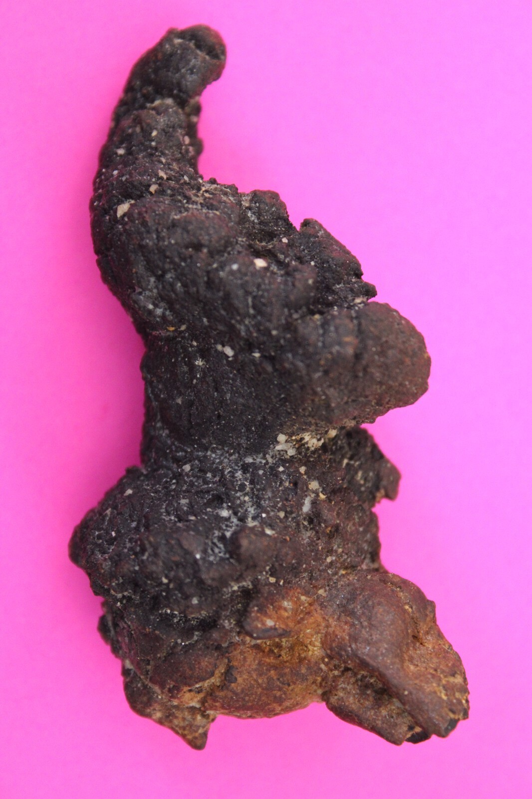Giant Lizard Poop 5 Million Years Old Coprolite Genuine Fossil Dino Girl... - $29.99