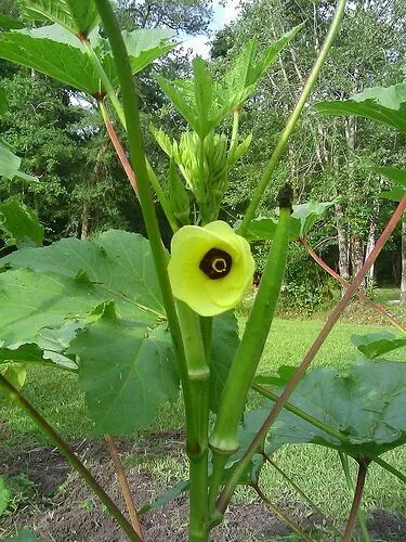 40+ Clemson Spineless Okra Seeds Non-Gmo Bendi Burgundy Cow Horn Jambala... - $4.67 CAD