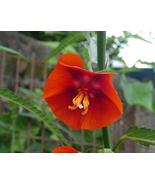 25 Pentapetes phoenicea Red, Midday FlowerSeeds. The Noon Flower Seeds - £3.93 GBP