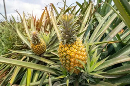 15+ Mauritius Pineapple Seeds For Garden Planting - USA - ! - £5.06 GBP