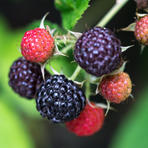 Black Raspberry Rubus Bush Fruit 50 PCS Seeds - $10.63