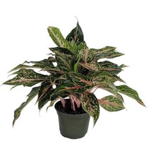 Fresh Sparkling Sarah Chinese Evergreen Plant Aglaonema Grows In Dim Light 6 inc - $64.06