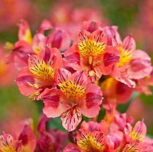 Rare Peruvian Lily Alstroemeria Flower Mixcolor Beautiful Flower - $16.99