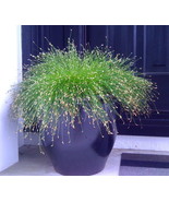 Fresh Fiber Optic Grass 50 Seeds New Strange S Out US Seller - $17.98