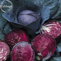 Red Drumhead Cabbage Organic Vegetables 100 Seeds Salad Cabbage E3782 Garden Bea - $9.97