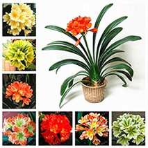 Clivia Miniata Bonsai Gorgeous Bonsai Bush Lily Flower Bonsai With High Ornament - £7.03 GBP