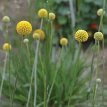 Best 25 Seeds Yellow Drumstick Flowers Garden - £3.84 GBP