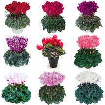 10PCS Cyclamen Perennial Hardy Flowers Red Purple Pink White Green Colorful - £7.23 GBP