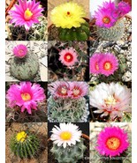 PSA Flowering Echinocactus Mix Variety Exotic Barrel Cactus Cacti Seed 1... - $321.02 MXN