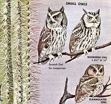 Small Owls Varieties And Types 1966 Color Bird Art Print Nature ADBN1Q - $19.99