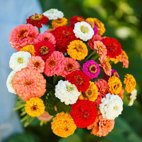 New Fresh 1000 Cut And Come Again Zinnia Seeds Flowers Butterflies Hummi... - $37.74