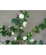 4&quot; Pot Grand Duke Of Tuscany Jasmine Jasminum Sambac Extremely Fragrant ... - $73.98