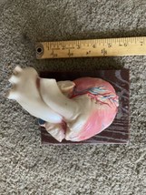 Vintage  Anatomical Human  Teaching Model Heart 3-D - £69.28 GBP