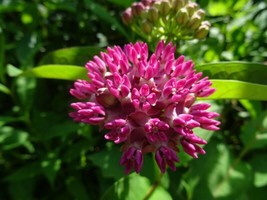 SGHOST Purple Milkweed Aasclepias Purpurascens Native Perennial 15 Seeds USA Sel - £6.44 GBP