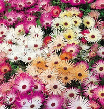 Ice Plant Flower Seeds 4000 Annual Mixed Colors Fig Marigold Livingstone... - $6.00