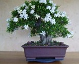 White Jasmine Bonsai Tree Seeds Vibrant White Flowers 25 Seeds - $5.99