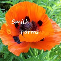 SL 200+ Seeds Prince Of Orange Poppy Flowers Plants Garden Planting - £3.36 GBP